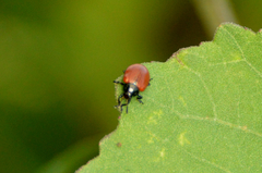 Plagiodera erythroptera