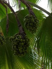 Pritchardia pacifica