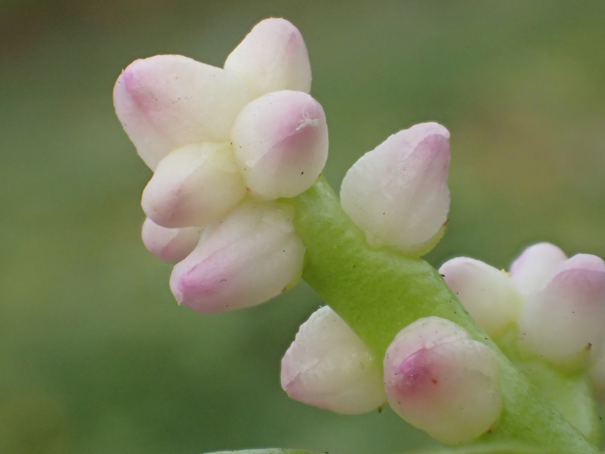 Basella alba