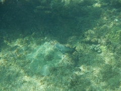 Haemulon carbonarium