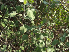 Ambrosia cordifolia