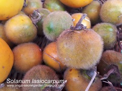 Solanum lasiocarpum