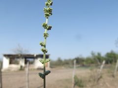 Ambrosia cordifolia