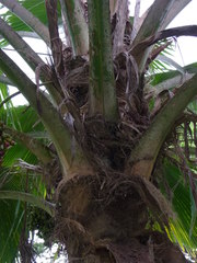 Pritchardia pacifica