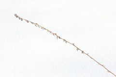 Campanula bononiensis