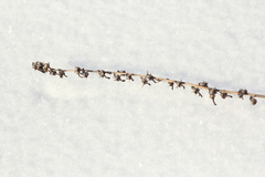 Campanula bononiensis