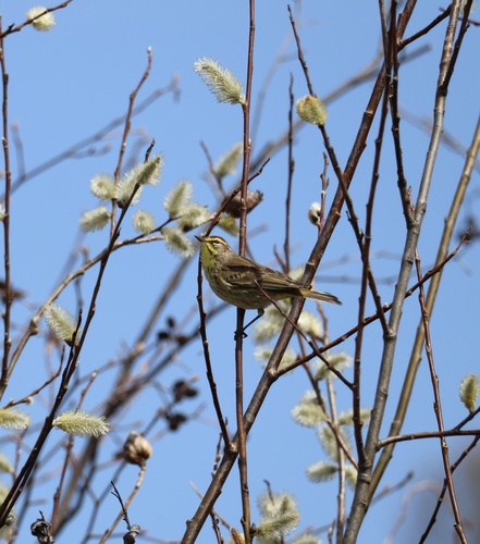 Palm Warbler