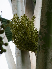 Pritchardia pacifica