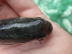 Planiliza