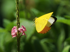 Catopsilia scylla