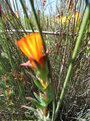 Lampranthus stanfordiae