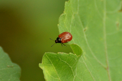 Plagiodera erythroptera