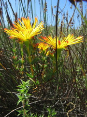 Lampranthus stanfordiae