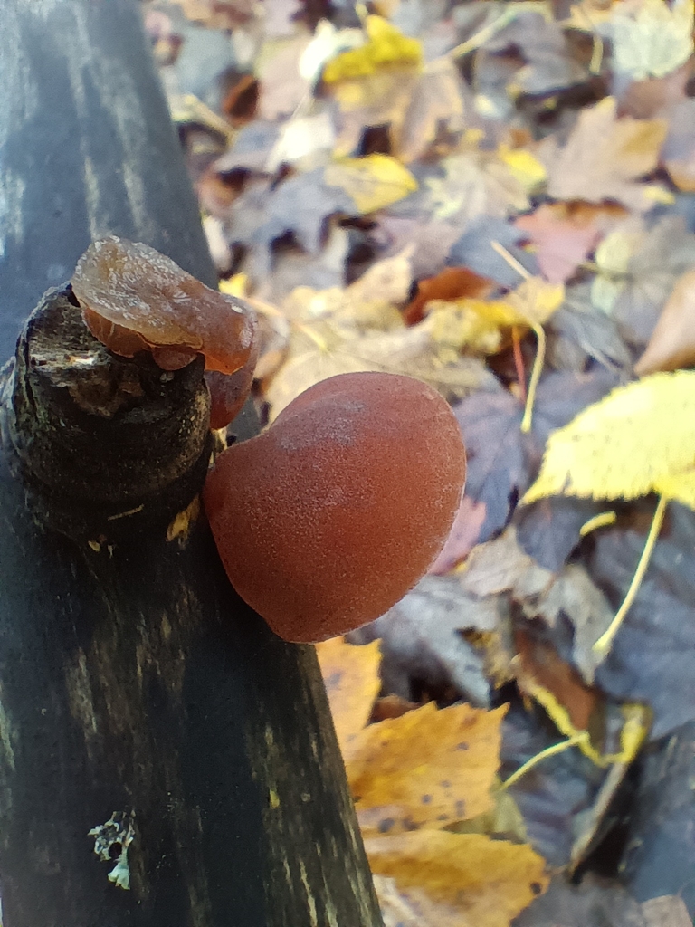 Auricularia auricula-judae · November 2025 · photo: © considerthelilies (iNaturalist, cc-by)