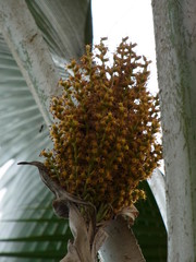Pritchardia pacifica