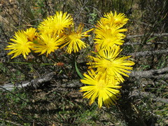 Lampranthus stanfordiae