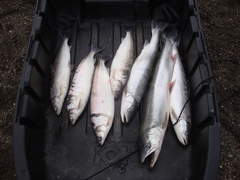 Coregonus clupeaformis