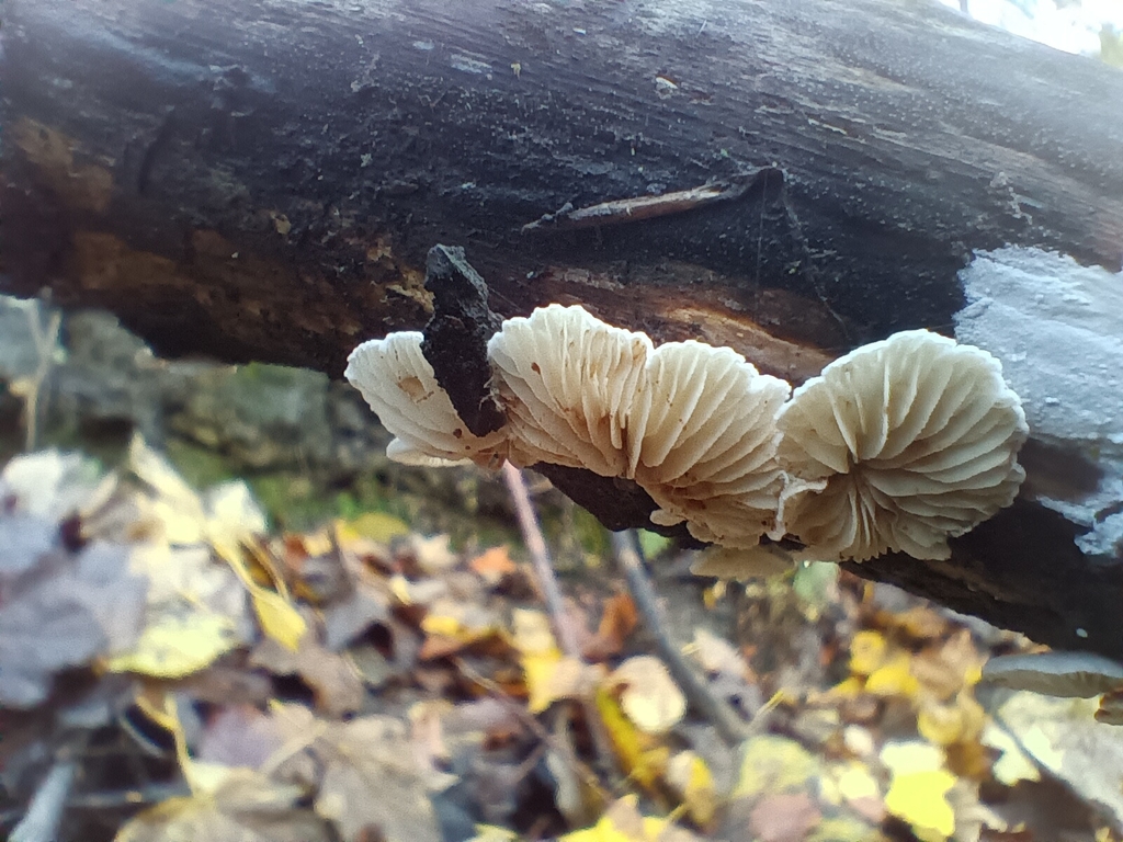Crepidotus · November 2025 · photo: © considerthelilies (iNaturalist, cc-by)
