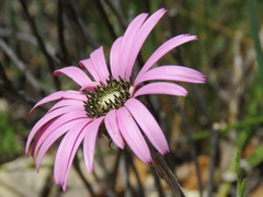 Gerbera sinuata