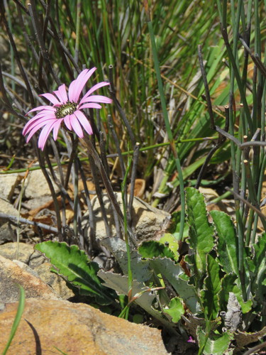 Lobed Gerbera (Gerbera sinuata)