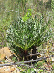 Lichtensteinia trifida
