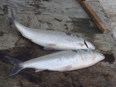 Coregonus autumnalis