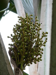 Pritchardia pacifica