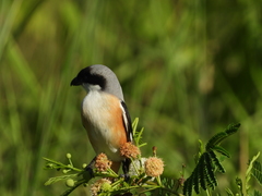 Lanius schach bentet