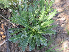 Lichtensteinia trifida