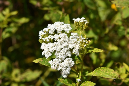 Stevia ovata, photograph 3