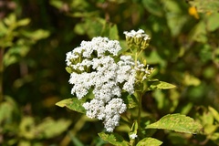 Stevia ovata, photograph (c) Neptalí Ramírez Marcial, some rights reserved (CC BY)