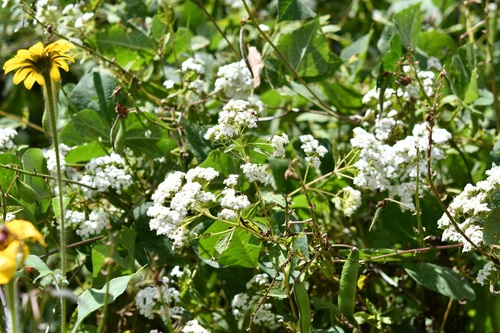 Stevia ovata, photograph 5