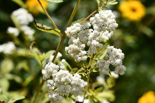 Stevia ovata, photograph 4