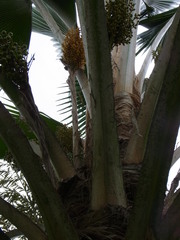 Pritchardia pacifica