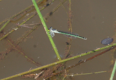 Agriocnemis minima