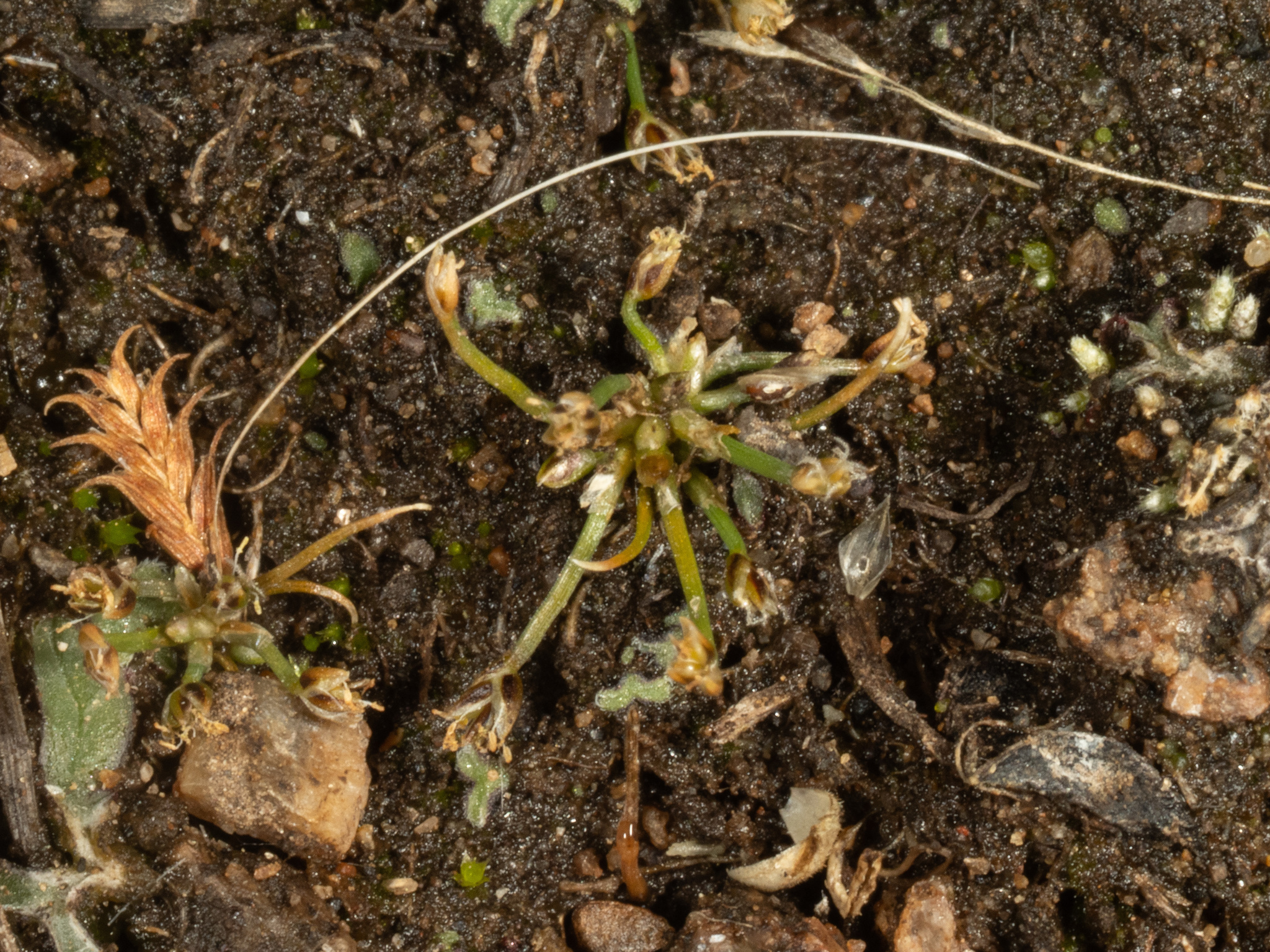Eleocharis cancellata