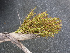 Pritchardia pacifica