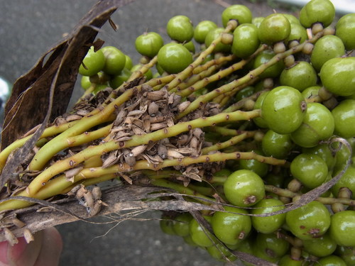 Pritchardia pacifica