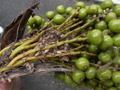 Pritchardia pacifica