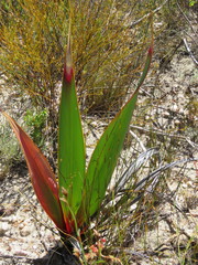 Watsonia vanderspuyae