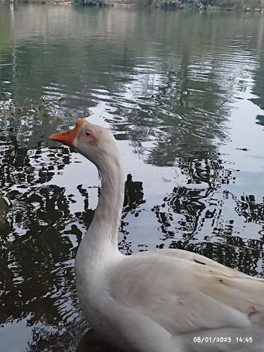Domestic Swan Goose