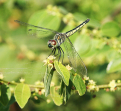 Brachydiplax sobrina