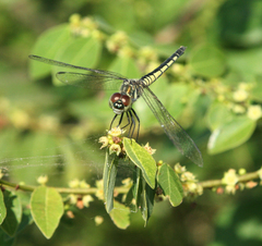 Brachydiplax sobrina