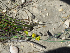Lebeckia pauciflora