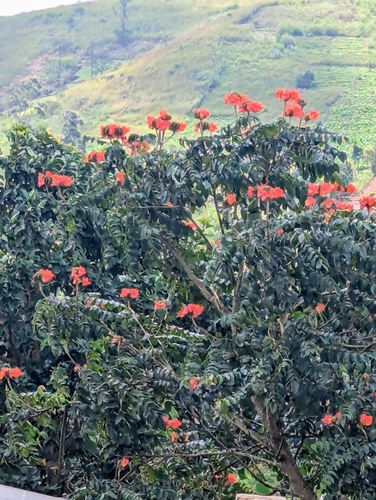 African tulip tree