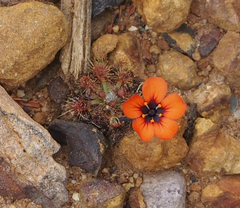 Drosera platystigma
