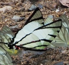 Graphium agetes