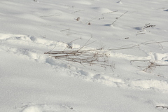 Peucedanum morisonii