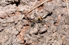 Polyrhachis aurea
