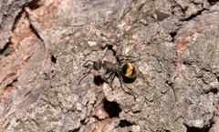 Polyrhachis aurea